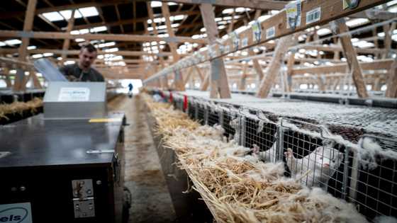 After Covid cull, Danish mink farmers find new careers