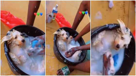The dog is tired; social media reacts as dog maintains surprise calm as man bathes it hard in basin in video
