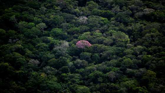 Last member of Brazilian indigenous community found dead