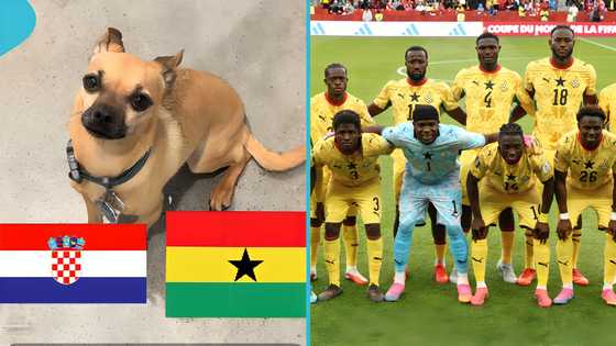 Ghana vs Croatia: Mysterious dog famous for sports predictions backs Black Stars, video trends