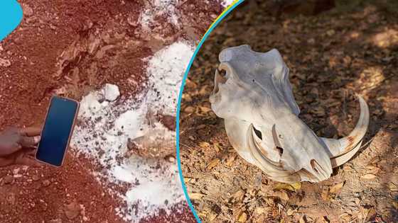 Construction workers find spiritual bottle and animal skull in foundation of demolished church