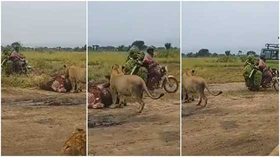 Daring Boda Rider Ferrying Green Bananas Speeds Past Pride of Lions in Feeding Frenzy: "Zimeshiba"