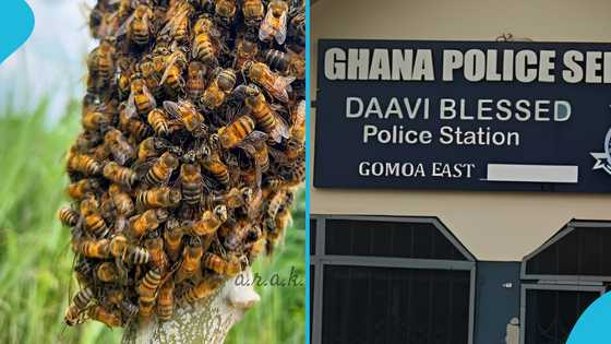 41 casualties recorded after bees attack police station in Gomoa East