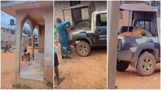 Dog arrested by police for biting varsity student's manhood, viral video sparks reactions