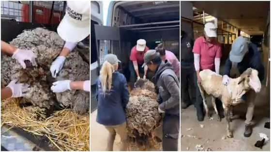 Such relief: Helpless sheep weighed down by hair gets clean shave from kind woman, stunning video amazes many