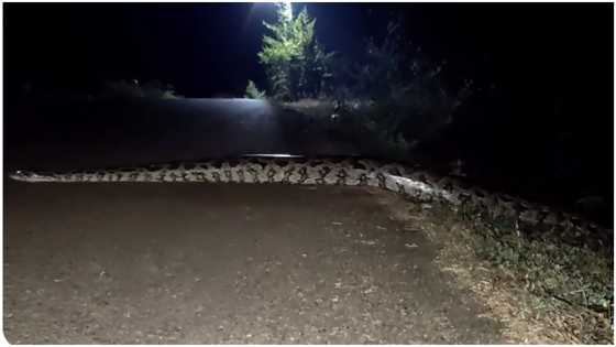 Massive python hits road to cross over during strange hours at night in viral video, peeps awed