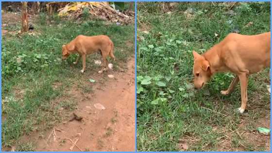Ghanaian lady in disbelief after seeing dog chew leaves, viral video sparks debate