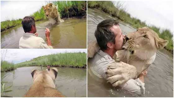 Stunning Video Shows Moment Man Came Face to Face with Lion he Had Rescued 7 Years Ago, it Jumped on Him