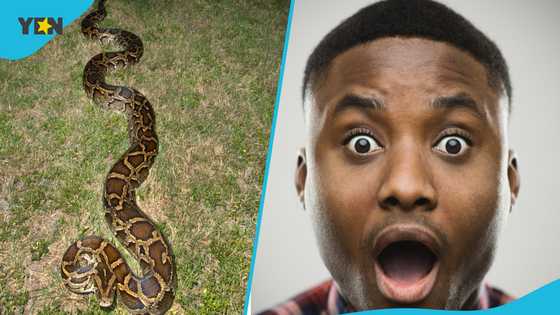 Brave farmer in Assin North becomes his town's hero after defeating 18-foot python, video pops up