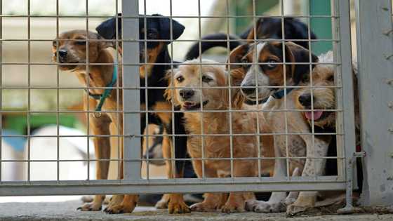 Dog's life in Cyprus as man's best friend dumped