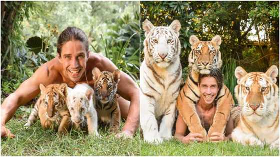 Man who raised tigers from their infancy shares his old and new photos with them