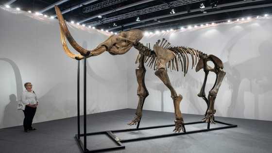 Meatball from extinct mammoth unveiled by food tech firm
