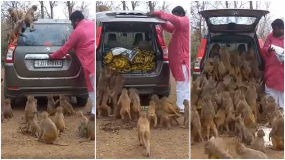 Video of man feeding troop of monkeys unlimited number of banana leaves many amazed