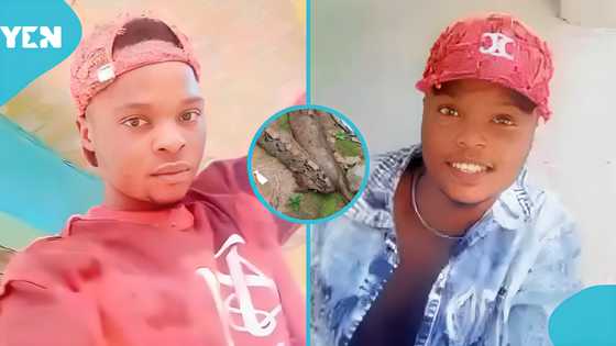 Two young men die from snakebites in 24 hours as remote community lacks anti-snake venom