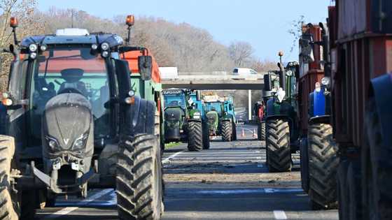 'Stop the slaughter': French farmers block roads over cow disease cull