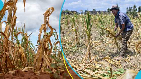 Government announces grain export ban will end in November