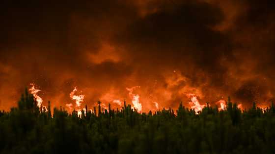 Climate change driving unprecedented forest fire loss