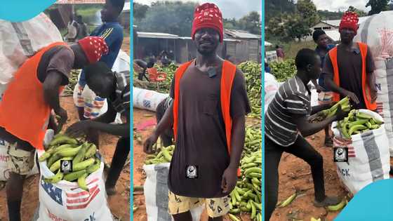 Inside Ghana’s informal sector: plantain Packers speak on daily profits exceeding GH¢1,000