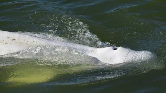 France readies rescue of beluga astray in Seine
