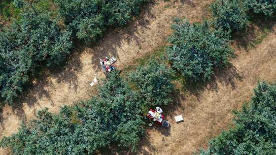 China's 'new farmers' learn to livestream in rural revitalisation