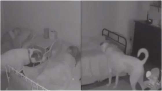 Video shows dog checking on owner's sleeping kids at night to make sure they're okay