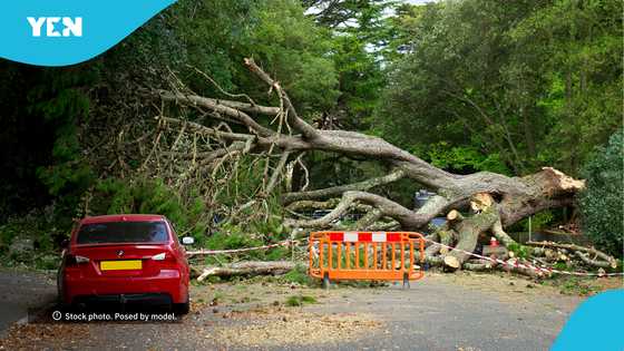 "Total gridlock": Commuters stranded as giant tree collapses on Achimota-GIMPA stretch