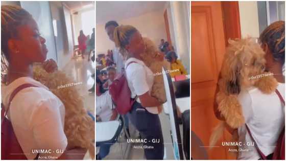 Level 100 GIJ student storms lecturers with her dog pet, video gets social media buzzing