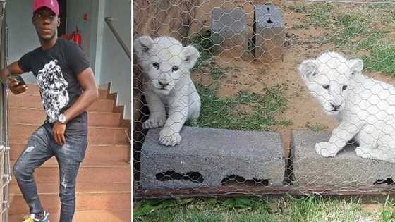 Man sells 2 lion cubs for GHC150k; social media users react wildly (photo, video)