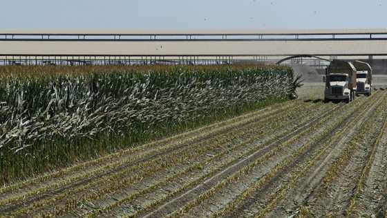 'Anxious': US farmers see tariffs threaten earnings