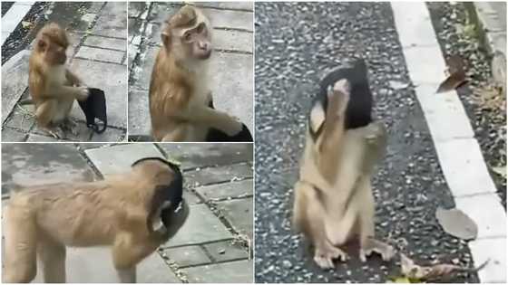 Social media reacts as monkey skillfully wears face masks to protect itself