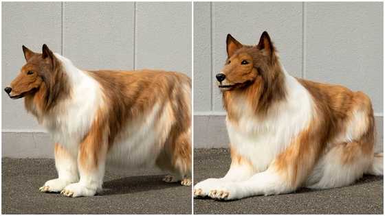 Video emerges as 'weird' man spends GH₵116k to look like a dog, confused social media users bare their minds