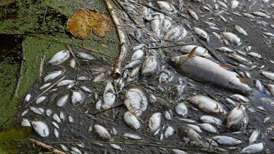 Poland blames toxic algae for Oder river fish kill