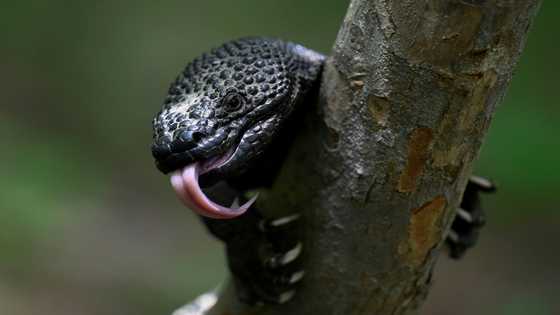 Saving Guatemala's poisonous 'Sleeping Child' lizard