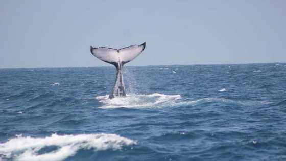 Man lives to see another day after being swallowed by whale: "I'm here to tell it"