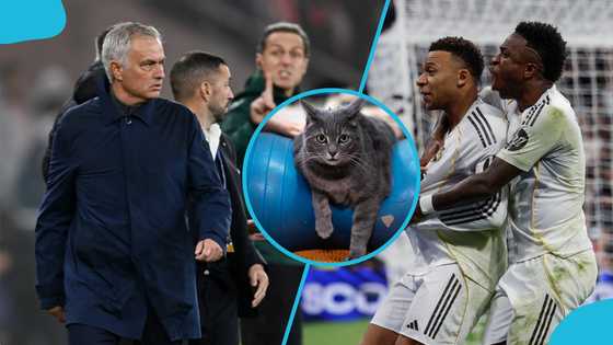 Benfica vs Madrid: Superstitious cat predicts defeat for Mourinho in UCL tie