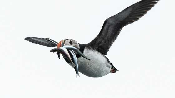 EU wins post-Brexit fishing row with Britain