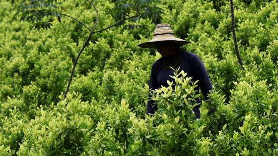 Aiming a blow at narcos, Colombia pays farmers to uproot coca