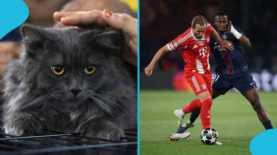 Psychic cat picks winner for Bayern Munich vs PSG Champions League semi-final clash