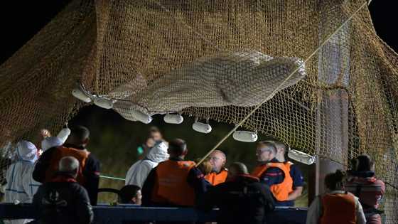Stranded beluga whale removed from France's Seine river: AFP