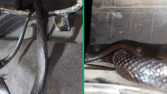 TikTok video of snake inside vehicle gets 1.8M views, viewers lose their minds of serpent's hiding spot