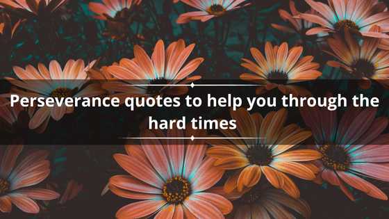 50+ perseverance quotes to help you through the hard times