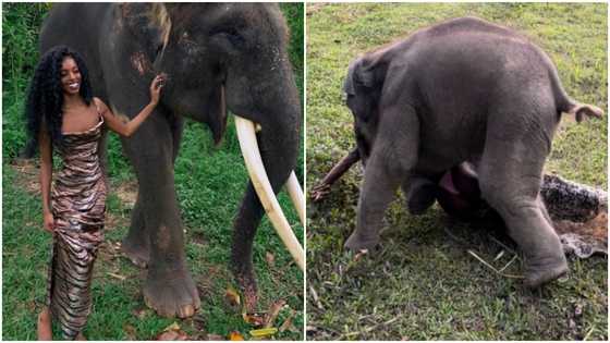 Tall lady who baby elephant removed her skirt in viral video speaks; people react