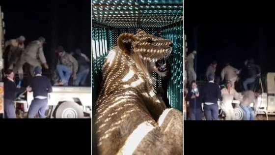 Men trying to load lion onto truck for treatment run for their lives as king of the jungle wakes up without warning, video evokes laughter