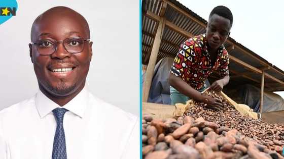Ghana government increases cocoa producer price by 62.58 per cent