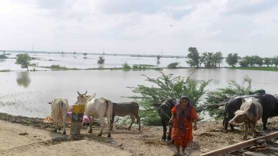 Heat, then floods ruin Pakistani farmers' livelihoods