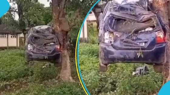 Flooding leaves Toyota car stuck in a tree, attempt to free car captured in video