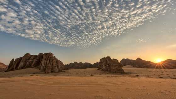 Saudi artists marvel at surprise patron: their own rulers