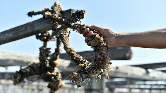 Heatwave batters Spain's Mediterranean mussel crop