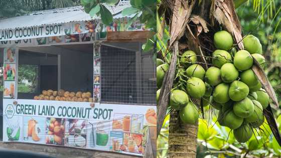 “Outrageous” -Ghanaians say as 'branded' coconut sells for Ghc15 each