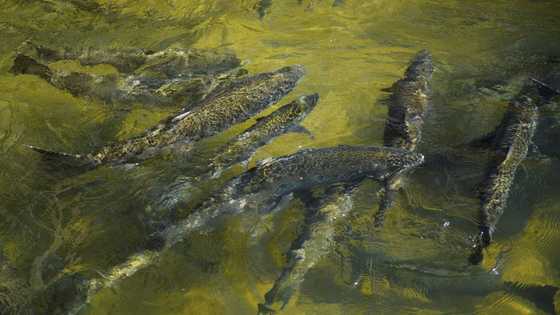 Drought scuppers salmon fishing season in California